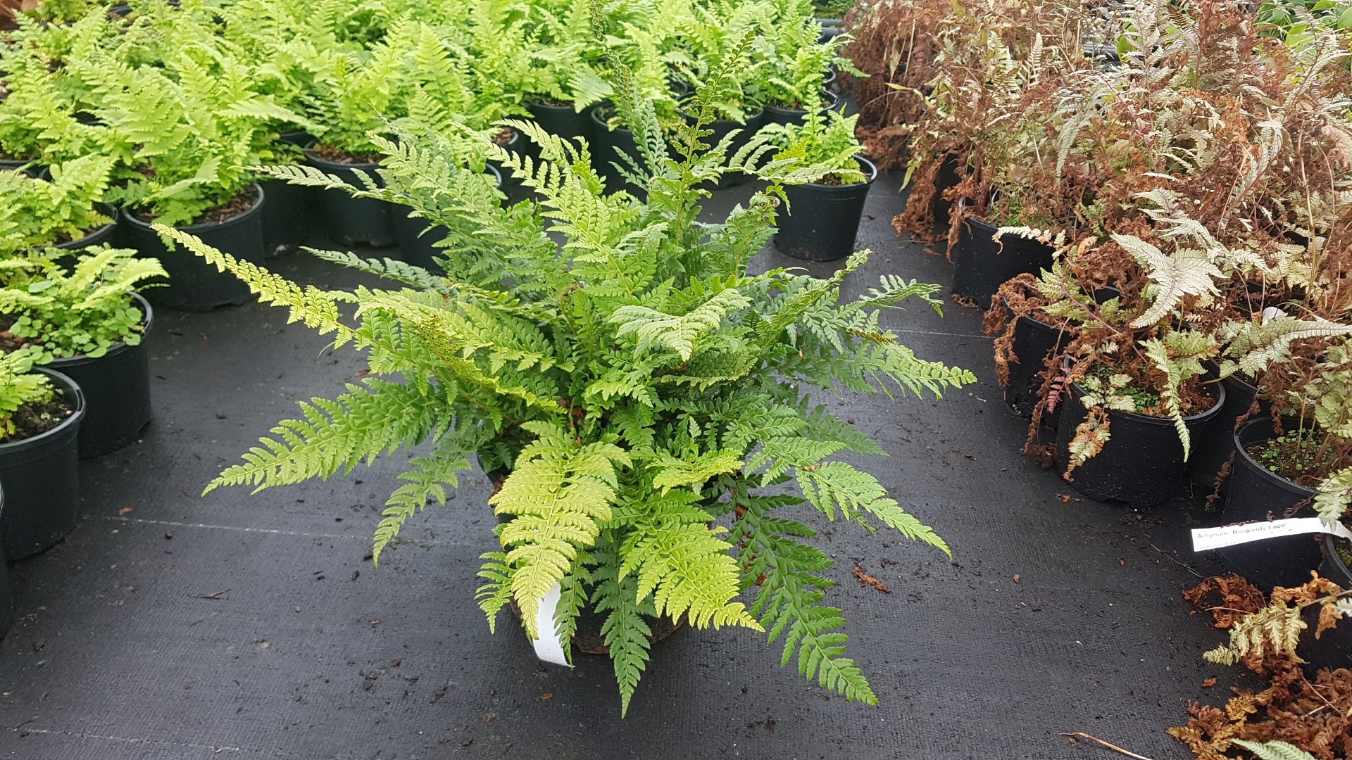 Polystichum aculeatum